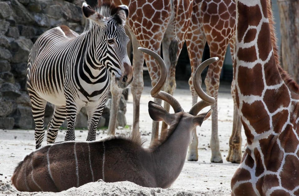 Amsterdam: Artis Royal Zoo & ARTIS-Micropia Combo Ticket - Booking advice: should you get the ARTIS + Micropia combo?