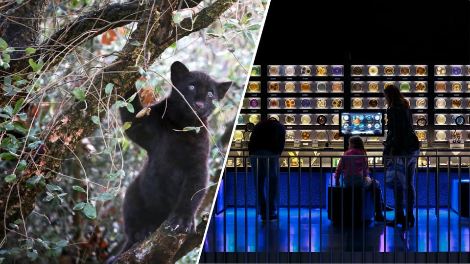 Amsterdam: Artis Royal Zoo & ARTIS-Micropia Combo Ticket - Time planning: one day, but two different entry rhythms
