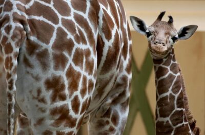 Amsterdam: Artis Royal Zoo & ARTIS-Micropia Combo Ticket - Getting to ARTIS: tram options that keep you out of hassle