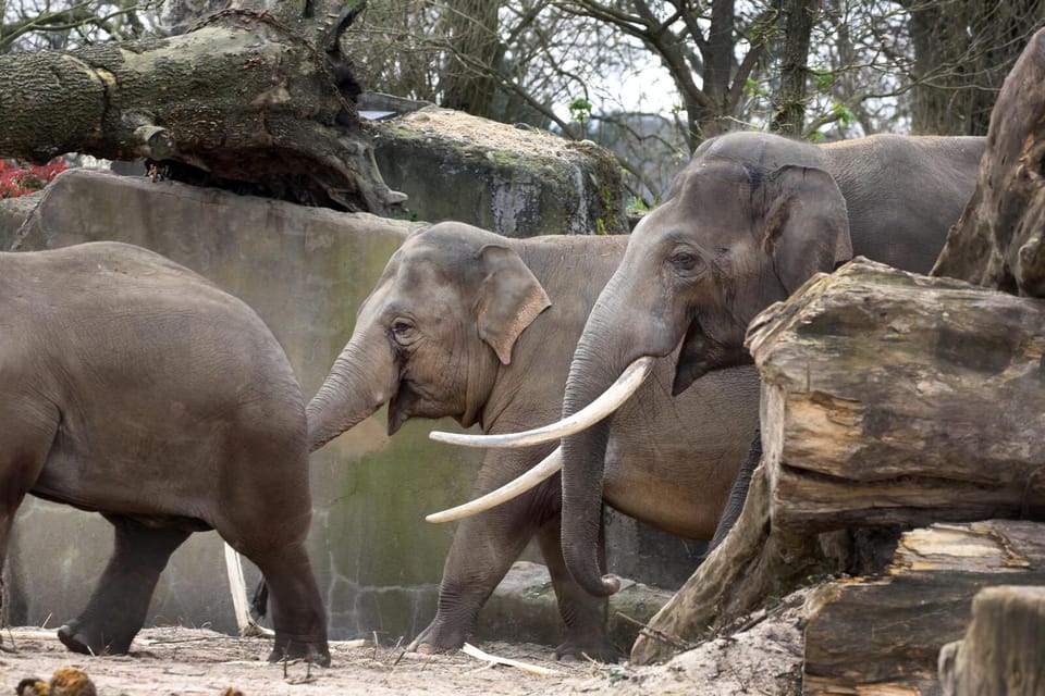Amsterdam: Artis Royal Zoo & ARTIS-Micropia Combo Ticket - What this day is best for
