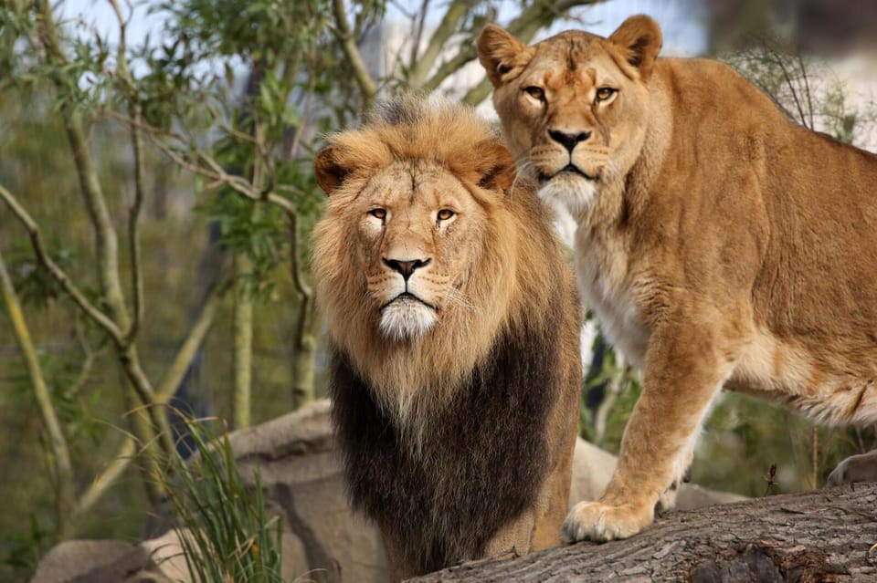 Amsterdam: Artis Royal Zoo & ARTIS-Micropia Combo Ticket - Possible drawbacks and who should adjust expectations