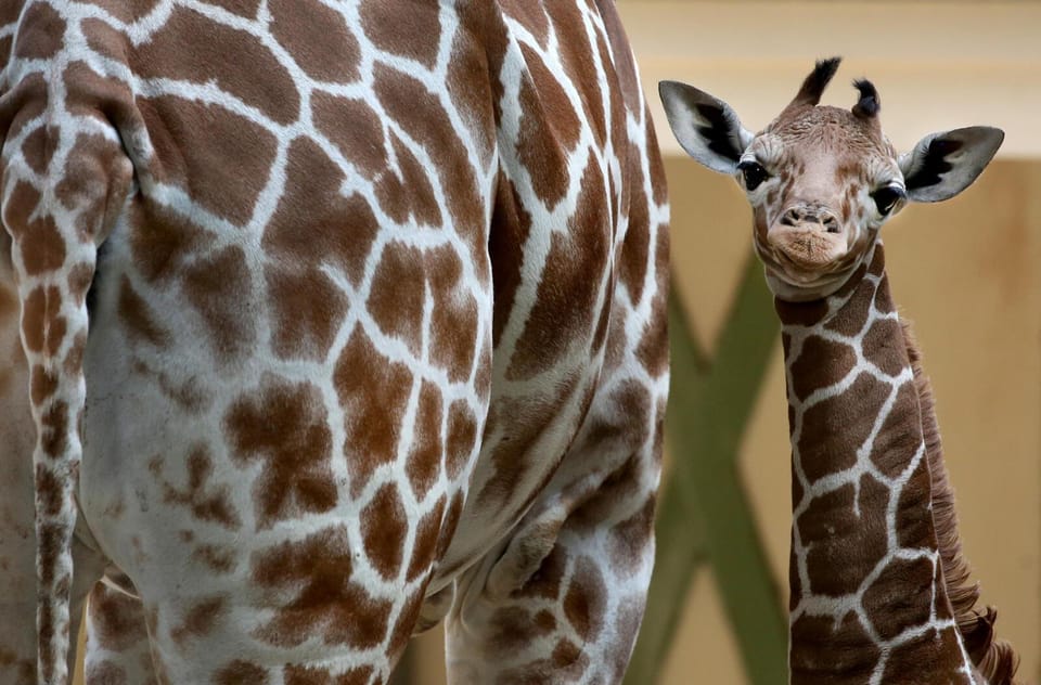 Amsterdam: Artis Royal Zoo & ARTIS-Micropia Combo Ticket - Getting to ARTIS: tram options that keep you out of hassle