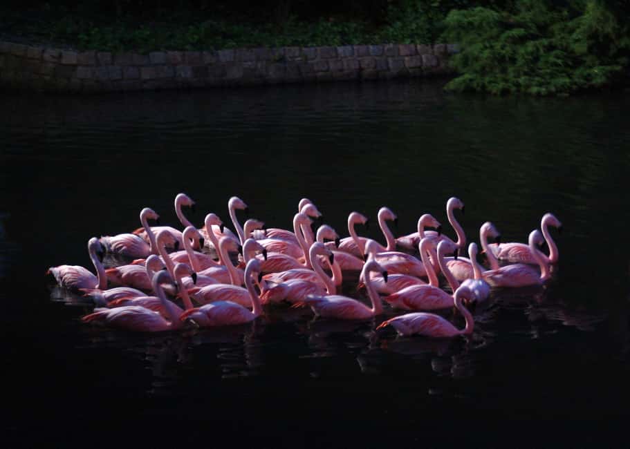 Amsterdam: ARTIS Royal Zoo Entry Ticket - Pacing your day: how to structure a long visit without getting tired