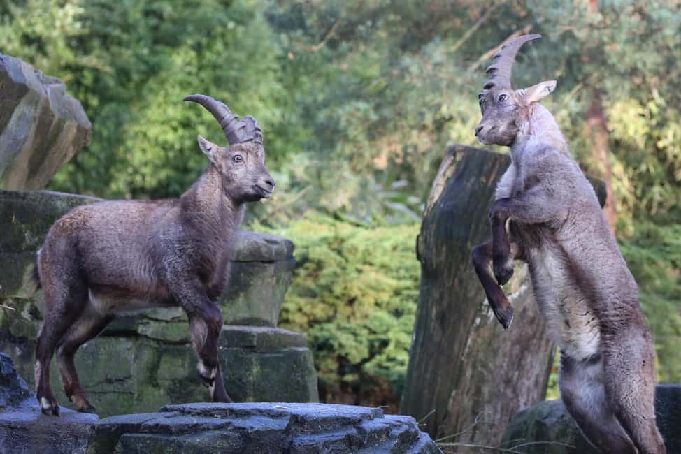 Amsterdam: ARTIS Royal Zoo Entry Ticket - ARTIS-Planetarium: the included space show that’s worth planning for