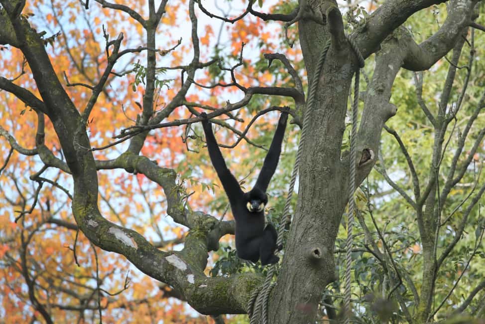 Amsterdam: ARTIS Royal Zoo Entry Ticket - Food, toilets, and practical comfort for a full day
