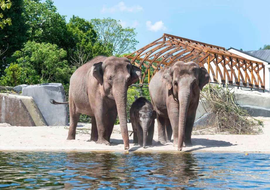 Amsterdam: ARTIS Royal Zoo Entry Ticket - Ticket basics: what your ARTIS Royal Zoo pass includes (and what it doesn’t)