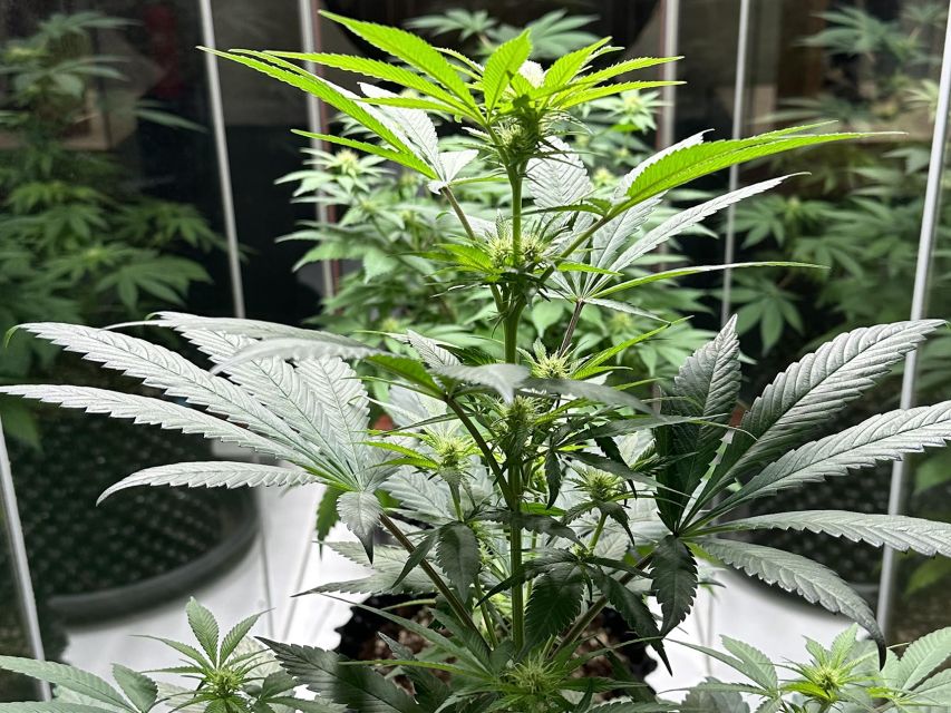 Amsterdam: Cannabis Museum Entry Ticket - Value beyond the ticket: goodie bag, hemp tea mentions, and shop discounts