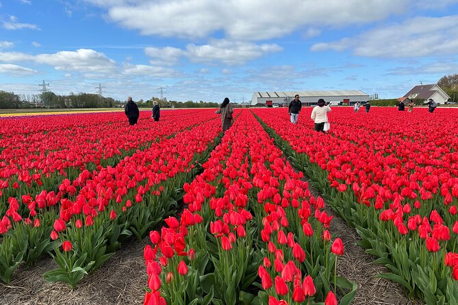 Amsterdam: Day trip to Tulip Farm, Keukenhof + Windmill Cruise - Starting in Amsterdam: This is Holland and the Fast Ferry Tip