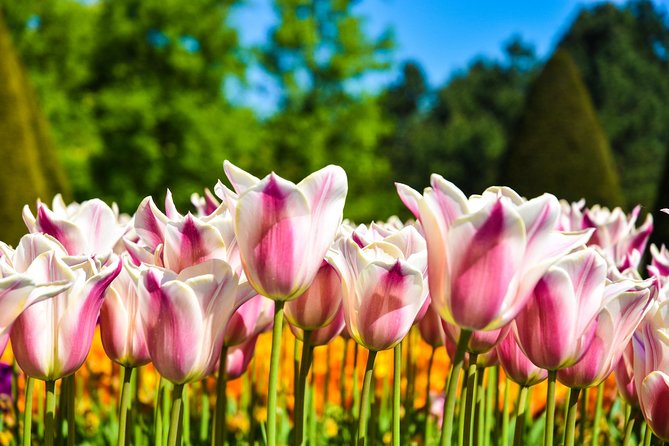 Amsterdam: Keukenhof and Zaanse Schans Windmills Guided Day Trip - Clogs and cheese: the short stops that add real flavor