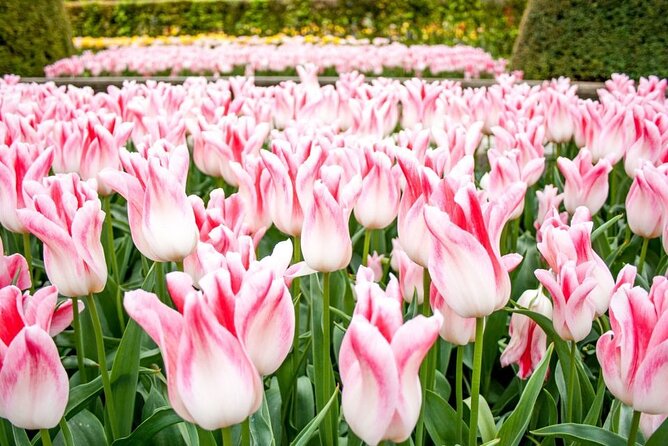 Amsterdam: Keukenhof Entry & Shuttle Bus with Flexible Return - Practical planning tips: make the day smoother, not harder