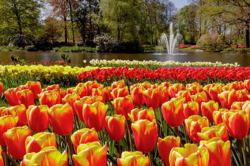 Amsterdam: Keukenhof Ticket and Roundtrip Shuttle Transfer - Final verdict: should you book this Keukenhof shuttle?