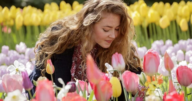 Amsterdam: Keukenhof Ticket and Roundtrip Shuttle Transfer - What flowers look like (and why late season can change the mood)