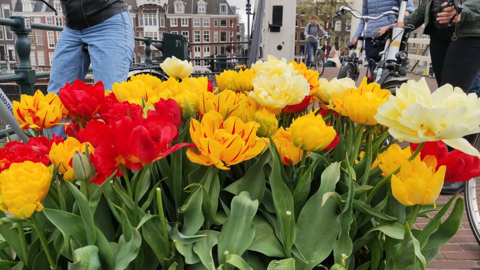 Amsterdam: Off the Beaten Path Bike Tour in French - Plantage: a quieter shift before the WWII story