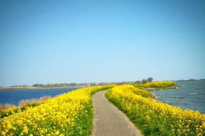 Amsterdam's Countryside Half-Day Bike Tour in Small Group - Your route: from polder country to fishermen villages