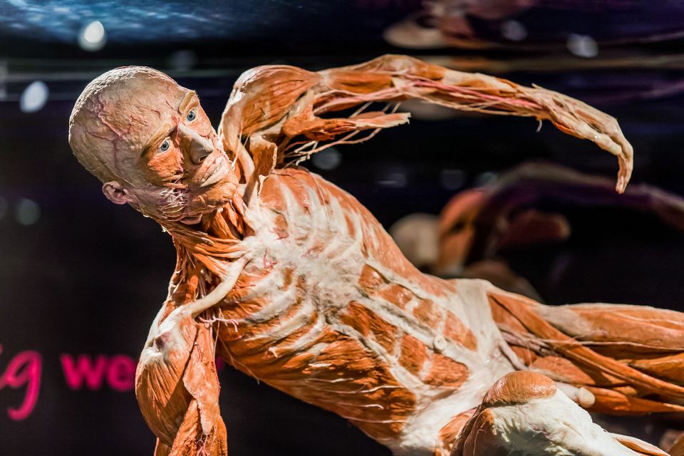 Body Worlds Amsterdam: The Happiness Project Ticket - Emotions at the end: pregnancy specimens and your boundaries