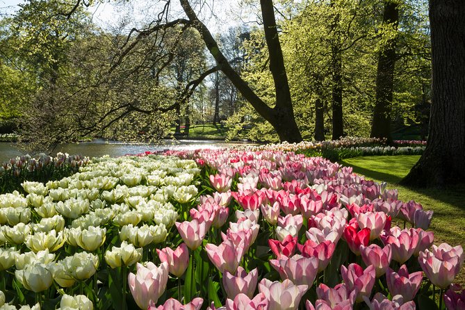 From Amsterdam: Keukenhof Gardens Ticket and Transfer - Keukenhof Gardens: how to use your 3 hours wisely