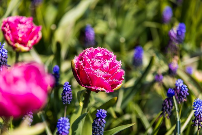 From Amsterdam: Keukenhof Gardens Ticket and Transfer - Timing and day flow: what your schedule should feel like
