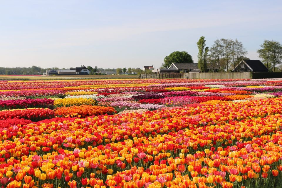 From Amsterdam: Keukenhof Gardens & Tulip Experience Tour - Key takeaways before you go