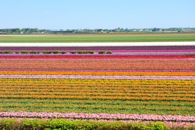 From Amsterdam: Keukenhof Gardens & Tulip Experience Tour - Tulip Experience Amsterdam: indoor museum first, then show garden