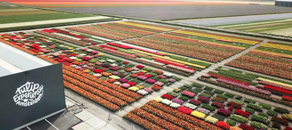From Amsterdam: Keukenhof Gardens & Tulip Experience Tour - Weather and tulip timing: why your photos depend on the season