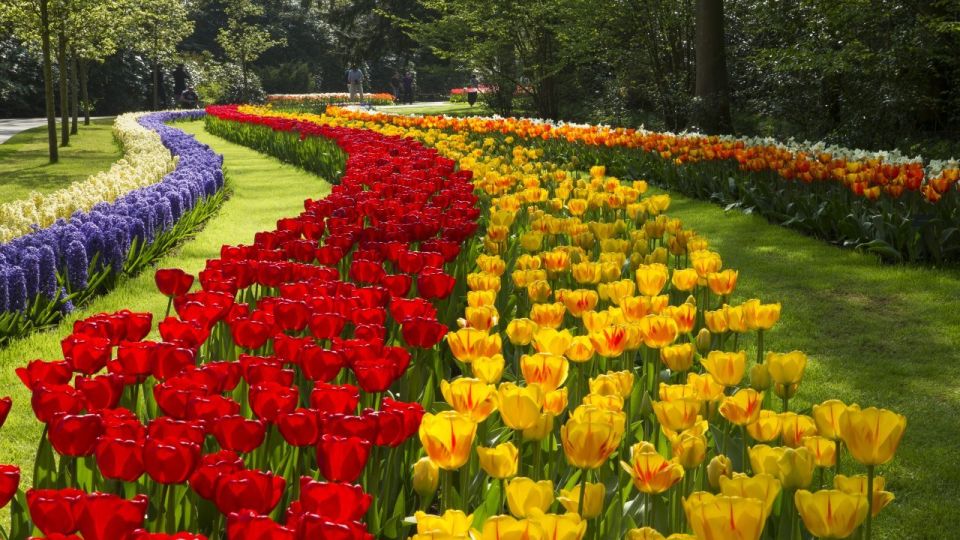 From Amsterdam: Keukenhof Gardens & Tulip Experience Tour - Who this tour suits best (and who should skip it)