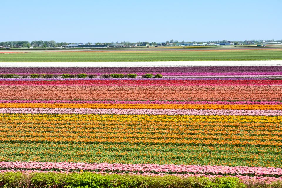From Amsterdam: Keukenhof Gardens & Tulip Experience Tour - Tulip Experience Amsterdam: indoor museum first, then show garden