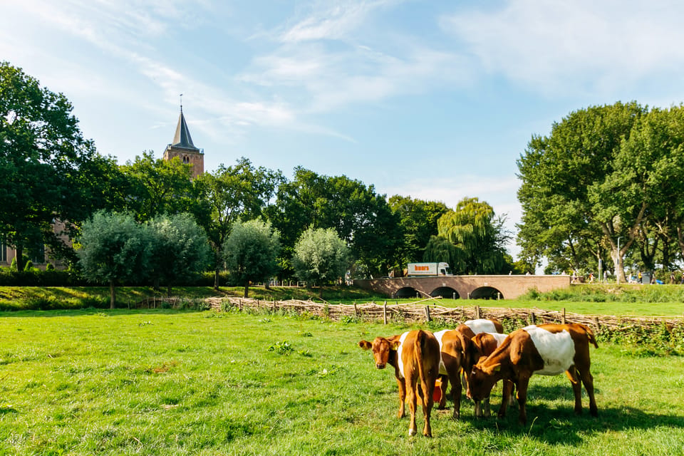 From Amsterdam: Zaanse Schans, Edam, & Marken Full-Day Trip - Marken Island Village Tour: Wooden Houses and a Quiet Harbor