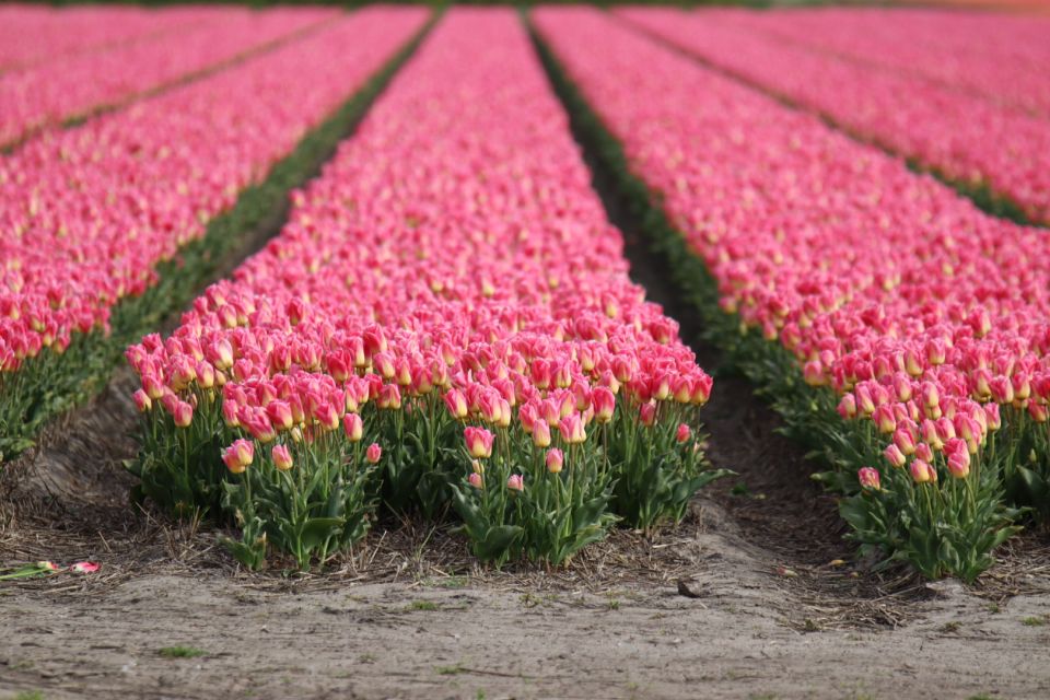 Keukenhof: Flower Fields Small-Group Cultural Bike Tour - Tulip Experience Amsterdam: 700 varieties, museum machines, and 5 tulips to take home