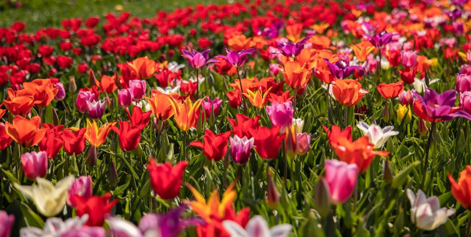 Keukenhof: Flower Fields Small-Group Cultural Bike Tour - Cycling logistics: bikes, group size, rain, and safety