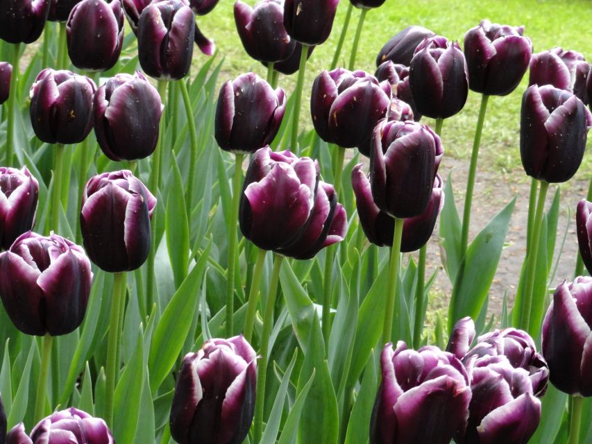 Keukenhof: Flower Fields Small-Group Cultural Bike Tour - What you’re paying for ($68): value beyond the tulip photos