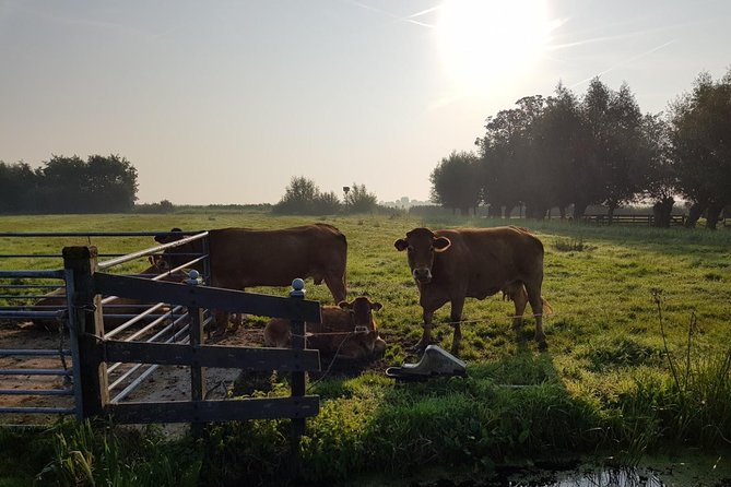 Zaanse Schans and Volendam Private Tour – Clogs, Cheese and More - How Pickup, Wi‑Fi, and a Private Van Change the Day